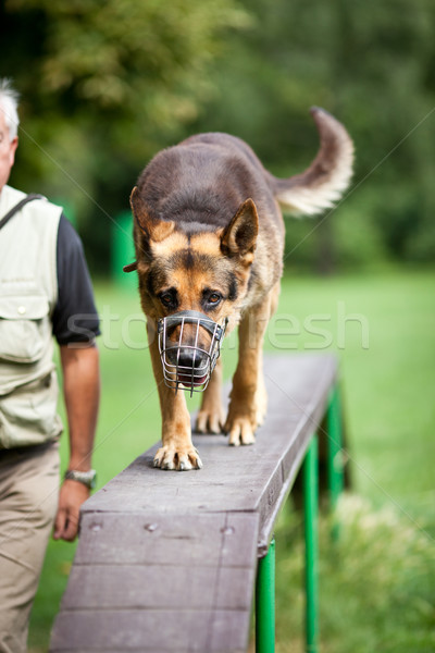 Itaatkâr köpek köpek eğitim çoban Stok fotoğraf © lightpoet