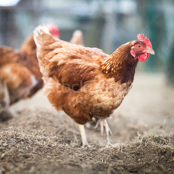 母雞 房子 雞蛋 農場 紅色 商業照片 © lightpoet