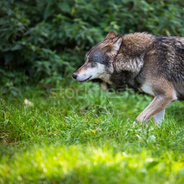 Gray/Eurasian wolf (Canis lupus) Stock photo © lightpoet