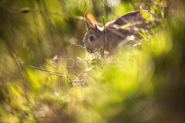 Wild rabbit, Scotland Stock photo © lightpoet
