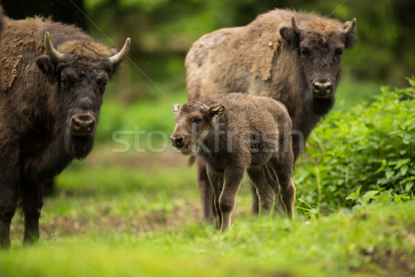 European bison (Bison bonasus) Stock photo © lightpoet