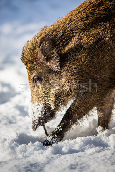 Wild boar (Sus scrofa) Stock photo © lightpoet