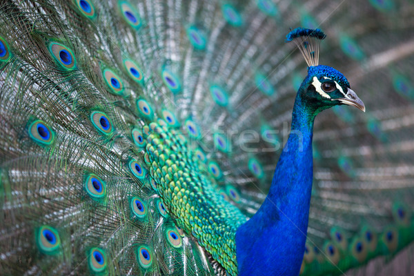 Splendid peacock with feathers out (Pavo cristatus) Stock photo © lightpoet