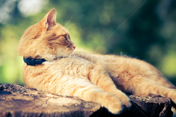 Cat Stock photo © lightpoet