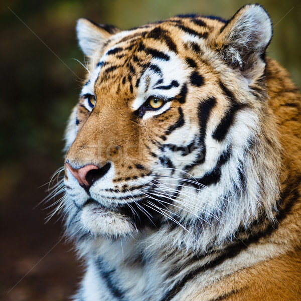 Closeup of a Siberian tiger also know as Amur tiger  Stock photo © lightpoet