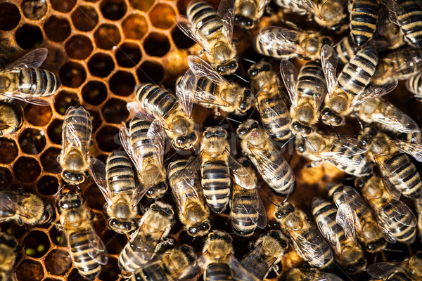 Macro shot albine fagure de miere grădină cadru Imagine de stoc © lightpoet