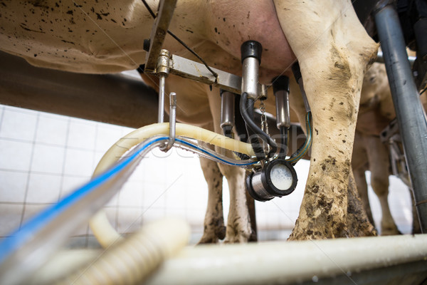 Cows being milked Stock photo © lightpoet