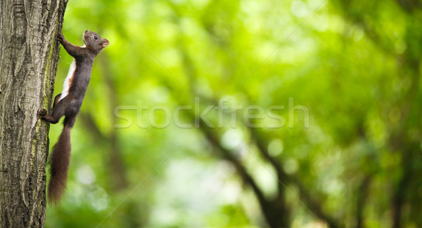 Closeup of a red squirrel (Sciurus vulgaris) Stock photo © lightpoet