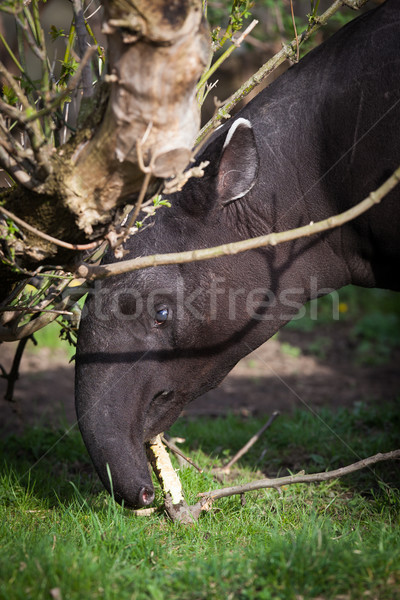Malayan Tapir, also called Asian Tapir (Tapirus indicus) Stock photo © lightpoet