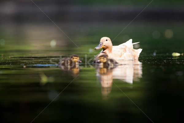 cute duck family on a pond Stock photo © lightpoet