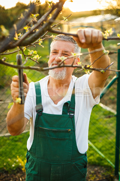 Portrait of a handsome senior man gardening in his garden Stock photo © lightpoet