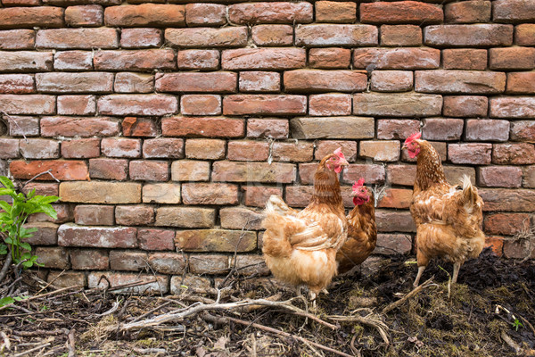 Hens in a farmyard (Gallus gallus domesticus) Stock photo © lightpoet