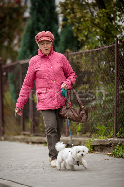 Stock fotó: Idős · nő · sétál · kicsi · kutya · figyelmeztetés