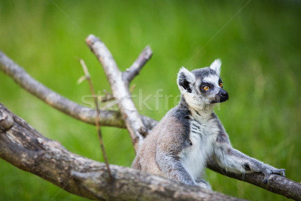 Lemur kata (Lemur catta)  Stock photo © lightpoet