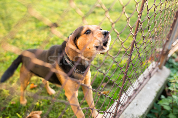 Cute guard dog behind fence, barking, checking you out Stock photo © lightpoet