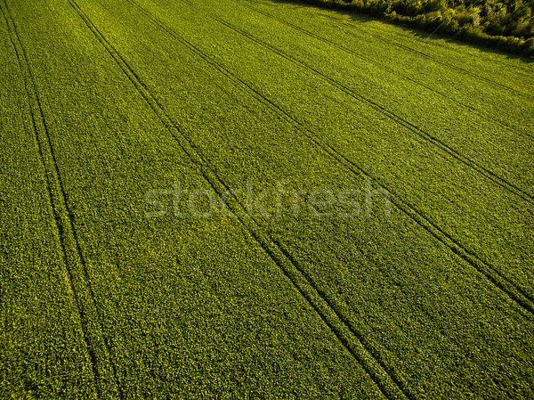 Sopra immagine lussureggiante verde Foto d'archivio © lightpoet