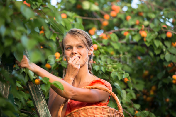 Pretty, young woman picking apricots lit Stock photo © lightpoet