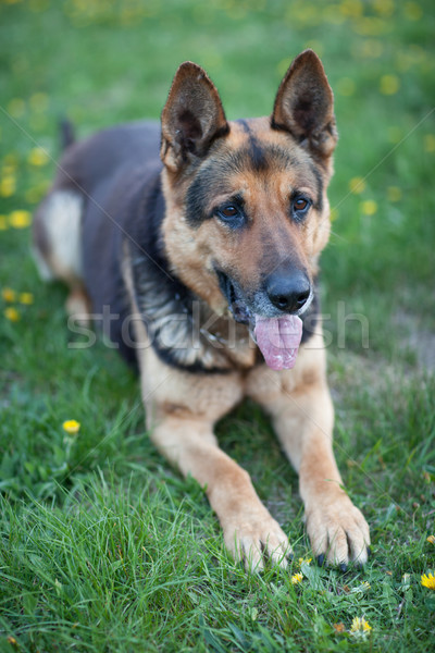 Mądry pasterz psa wiosną trawy czeka Zdjęcia stock © lightpoet