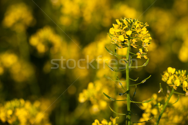 Colza (Brassica rapa)  Stock photo © lightpoet