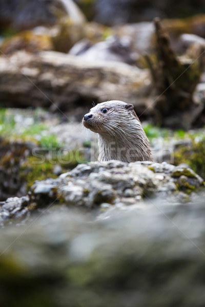 Eurasian otter (Lutra lutra) Stock photo © lightpoet