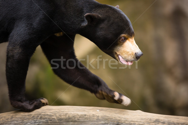 Sun Bear (Helarctos malayanus) Stock photo © lightpoet