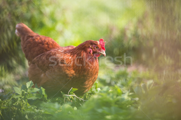 Closeup of a hen in a farmyard Stock photo © lightpoet