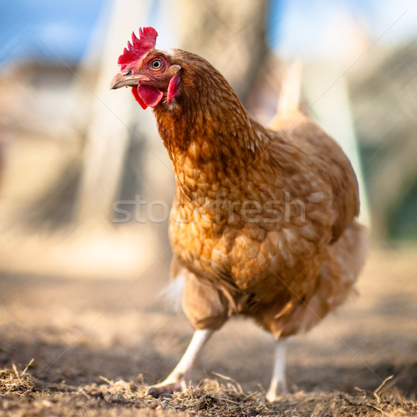 Kura oka charakter kurczaka gospodarstwa Zdjęcia stock © lightpoet