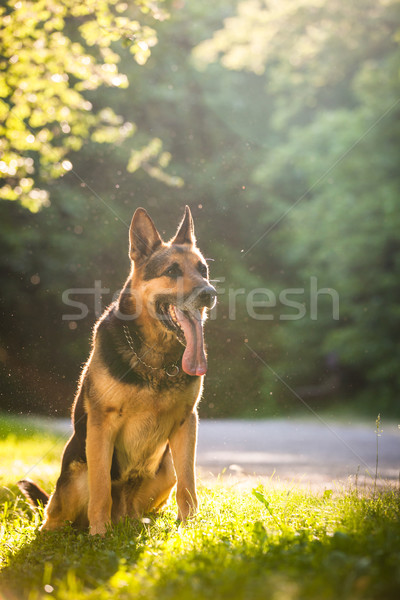 Beautiful German Shepherd Dog (Alsatian) outdoors Stock photo © lightpoet