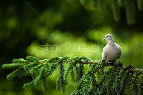 Collared dove, (Streptopelia decaocto) on a branch Stock photo © lightpoet