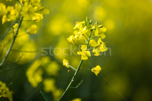 Colza (Brassica rapa) Stock photo © lightpoet