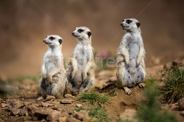 Watchful meerkats standing guard Stock photo © lightpoet