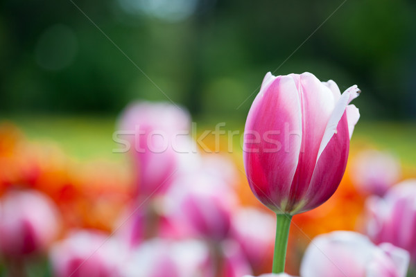 Stockfoto: Mooie · tulp · bloemen · voorjaar · zonneschijn