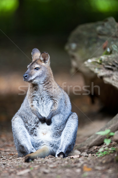 KANGAROO Stock photo © lightpoet