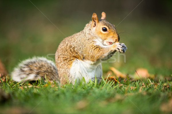 Orientale grigio scoiattolo mangiare dado foresta Foto d'archivio © lightpoet