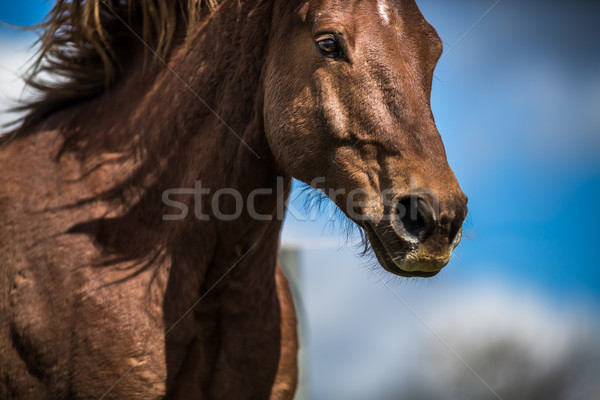 Lovely horse head close-up Stock photo © lightpoet