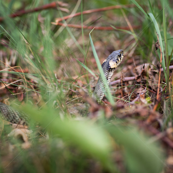 Grass snake (Aka Water snake; Natrix Natrix) Stock photo © lightpoet