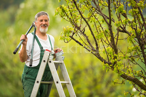 Férfi padló parketta idős férfi kertészkedés Stock fotó © lightpoet
