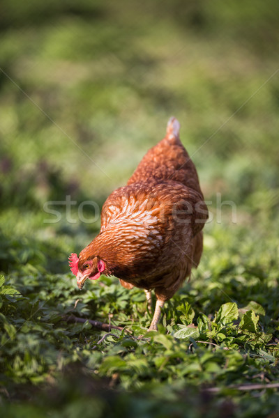 Closeup of a hen in a farmyard Stock photo © lightpoet