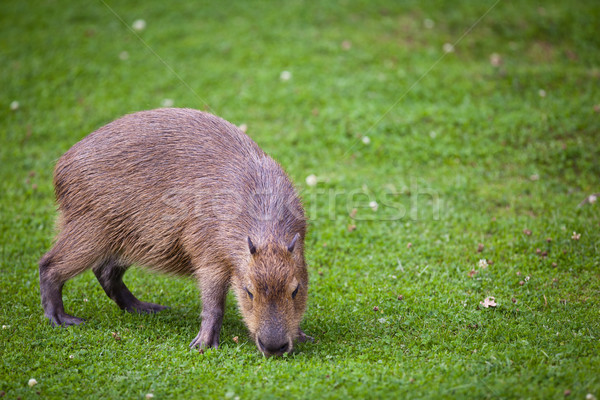 Stockfoto: Vers · groene · groen · gras · wereld · eten · amerika