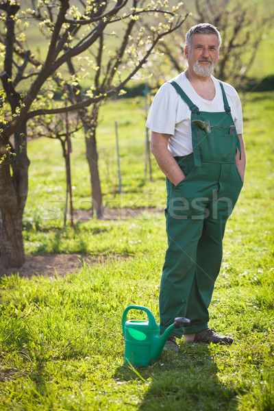 Foto stock: Senior · homem · jardinagem · jardim · retrato · cor