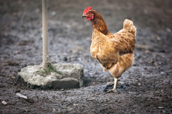 Closeup of a hen in a farmyard (Gallus gallus domesticus) Stock photo © lightpoet