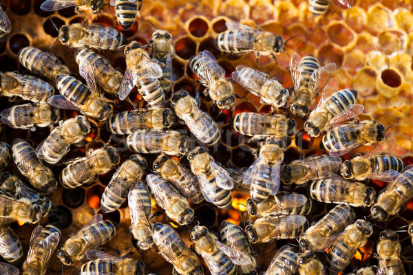 Makro erschossen Bienen Bienenwabe Garten Rahmen Stock foto © lightpoet