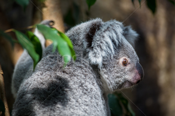 Koala on a tree with bush green background Stock photo © lightpoet