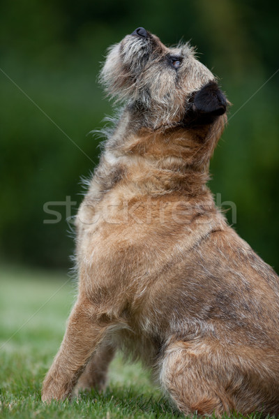 Fronteira terrier esportes cabelo fundo verde Foto stock © lightpoet