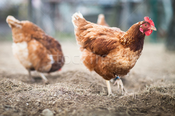 Closeup of a hen in a farmyard (Gallus gallus domesticus)  Stock photo © lightpoet