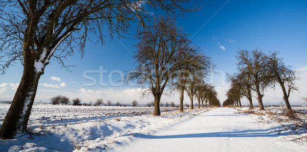 зима аллеи покрытый свежие снега Солнечный Сток-фото © lightpoet