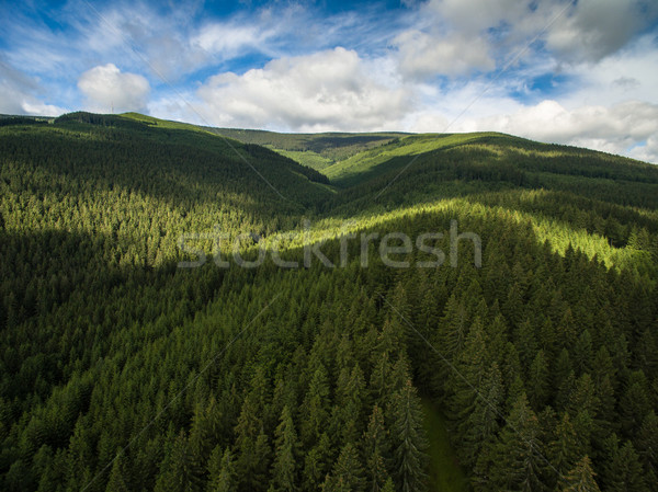 Aerial view of mountains covered with coniferous forests Stock photo © lightpoet