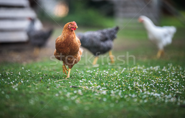 Hen in a farmyard (Gallus gallus domesticus) Stock photo © lightpoet