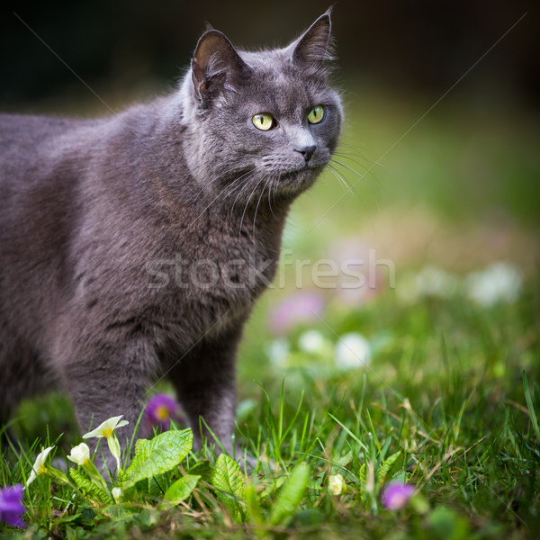 可愛 貓咪 貓 戶外活動 綠色 草坪 商業照片 © lightpoet