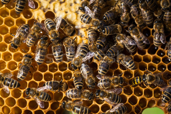 Macro shot of bees swarming on a honeycomb Stock photo © lightpoet